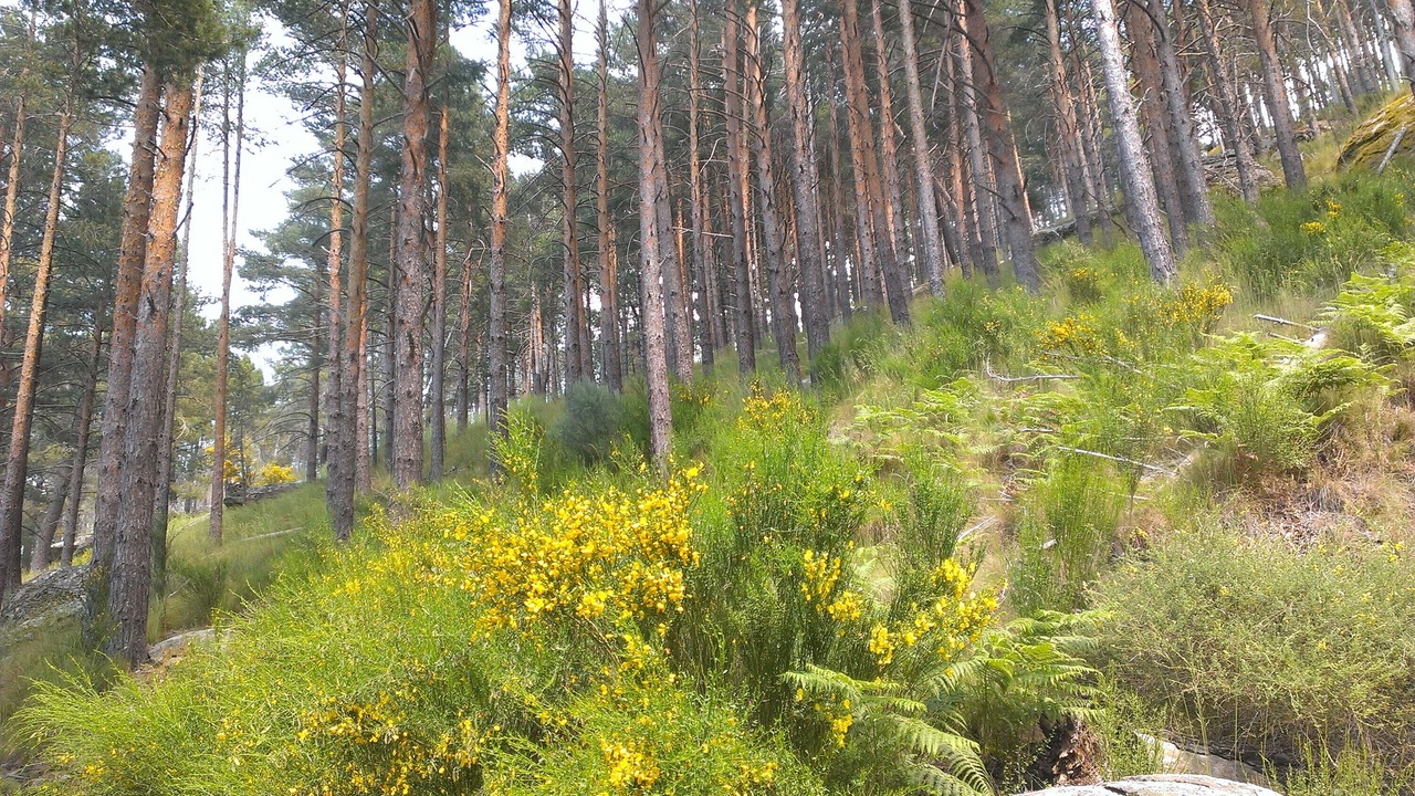 Photo of Outdoor in Navaluenga