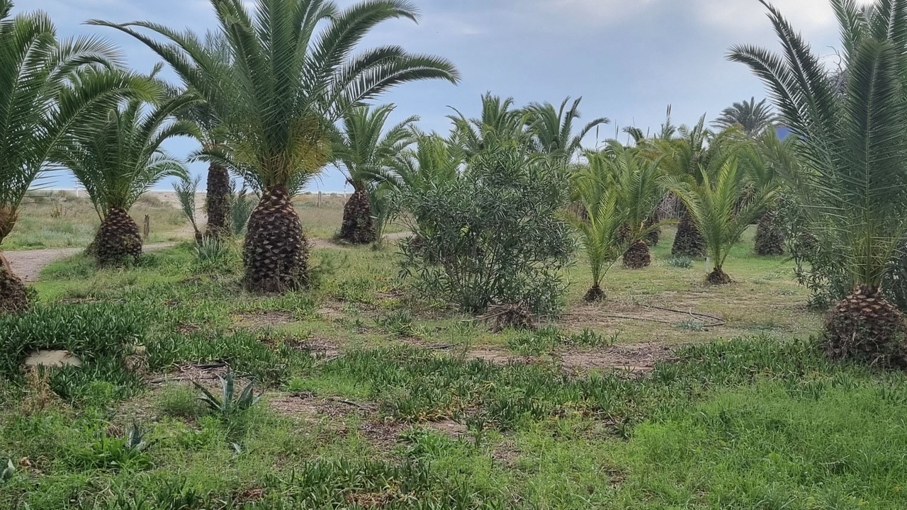 Photo of Outdoor in Sagunto
