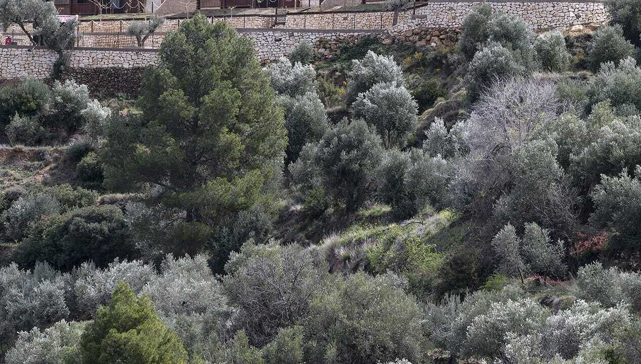 Photo of Outdoor in Yeste