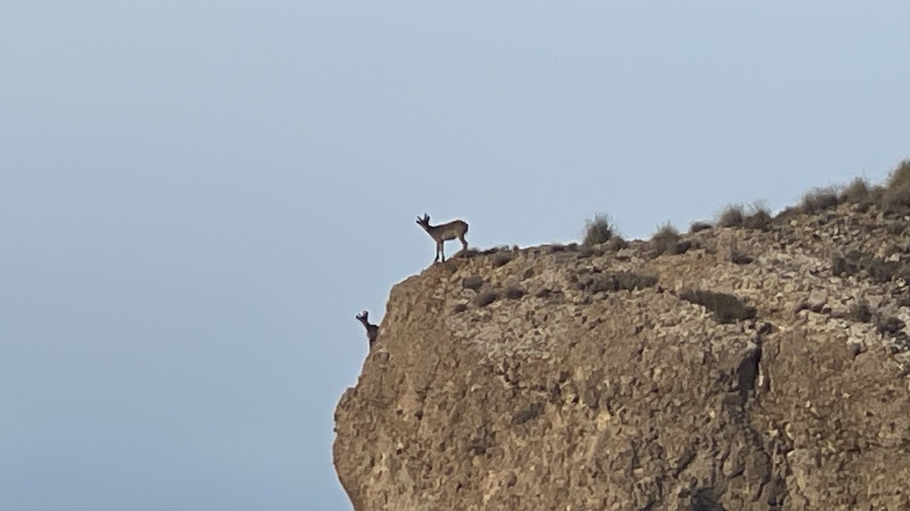 Photo of Others in Carboneras