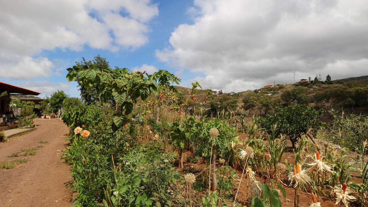 Photo of Outdoor in Teror