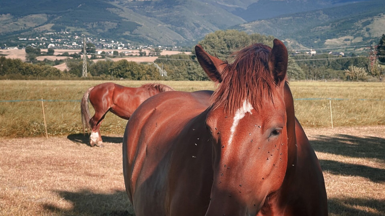 Photo of Others in Llivia