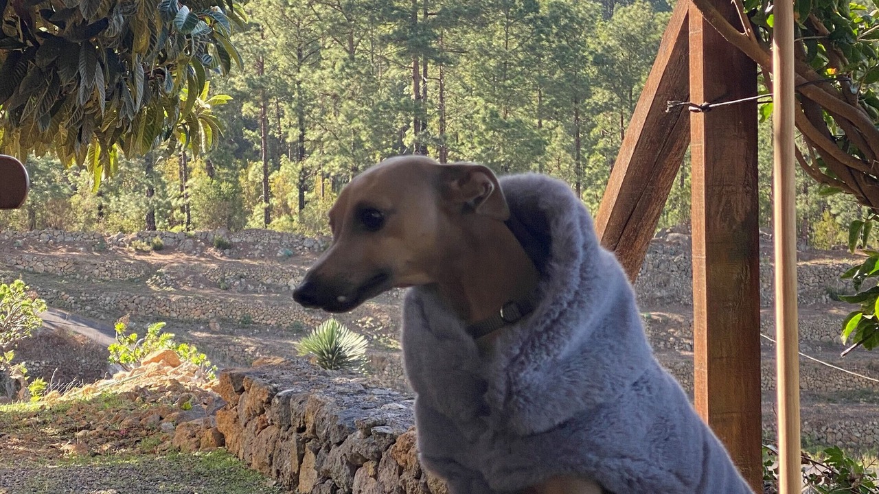 Photo of Outdoor in Icod de los Vinos