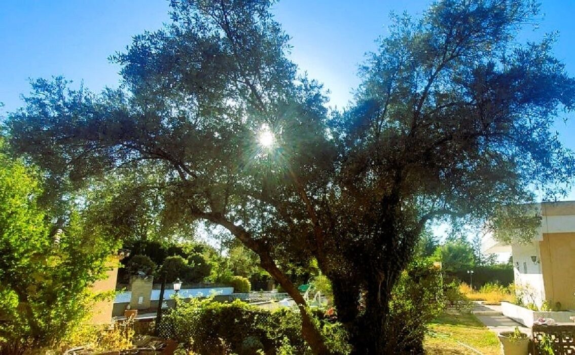 Photo of Outdoor in Baeza