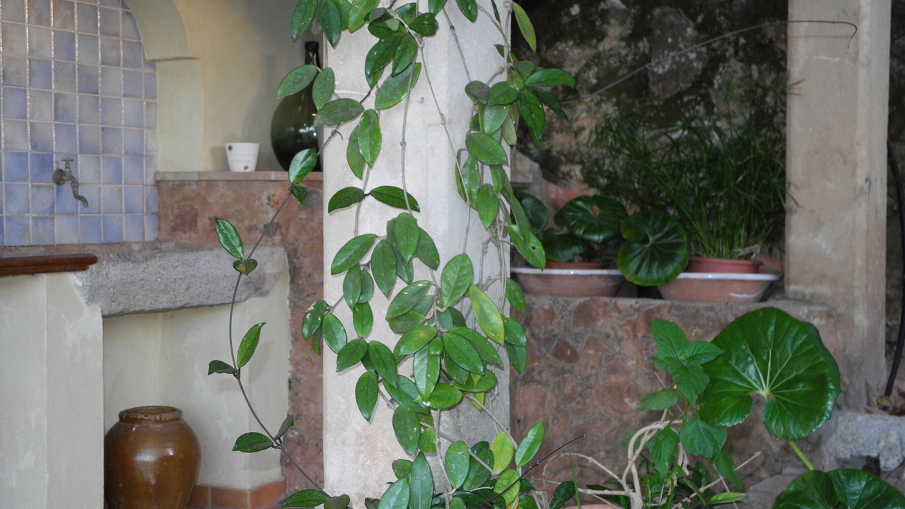 Photo of Outdoor in Valldemossa