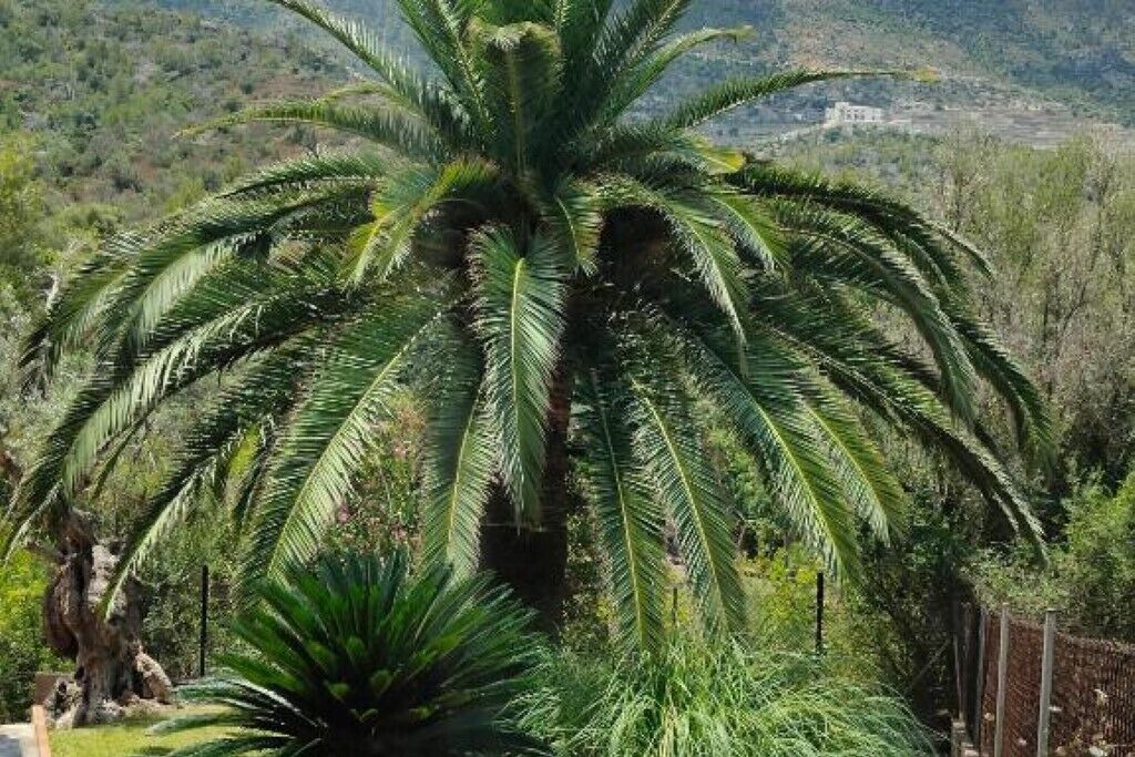 Photo of Outdoor in Son Coll