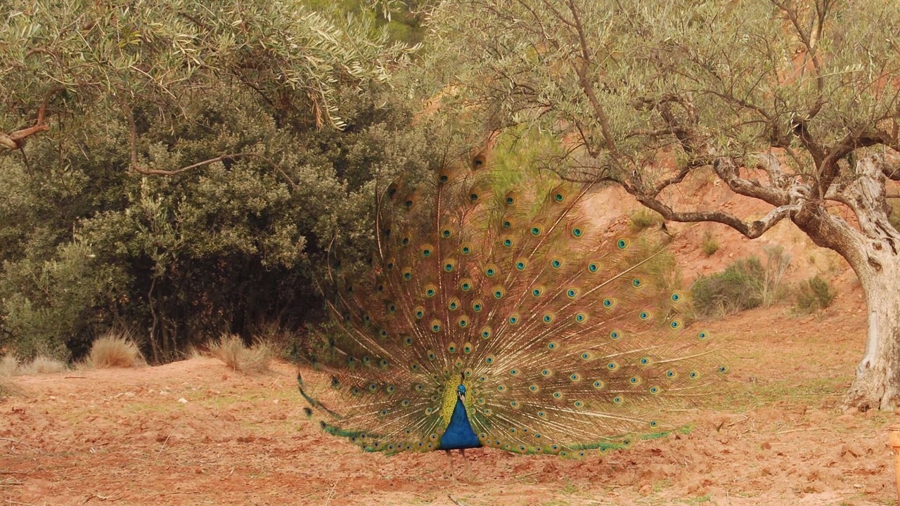 Photo of Others in Cehegin