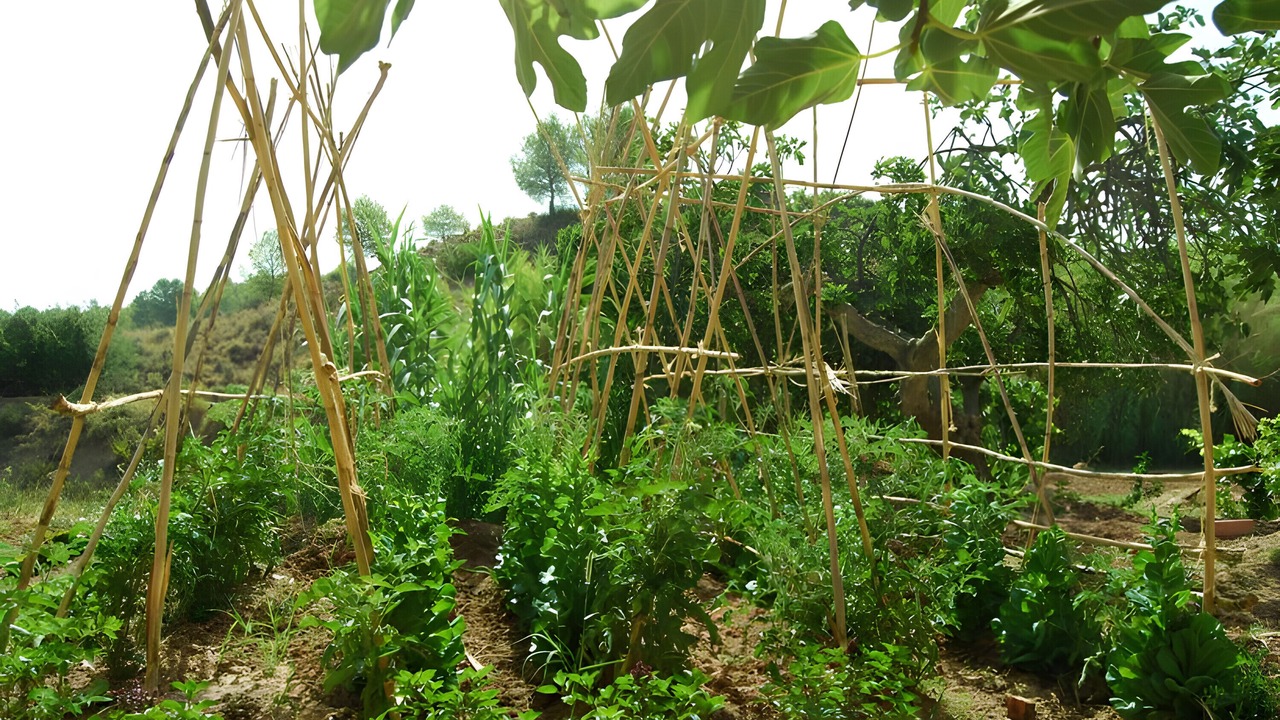 Photo of Outdoor in Cehegin