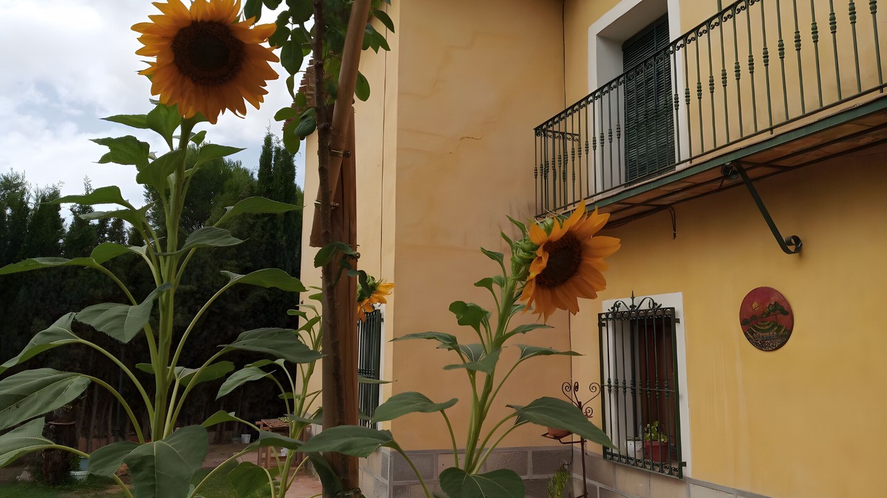 Photo of Outdoor in Cehegin