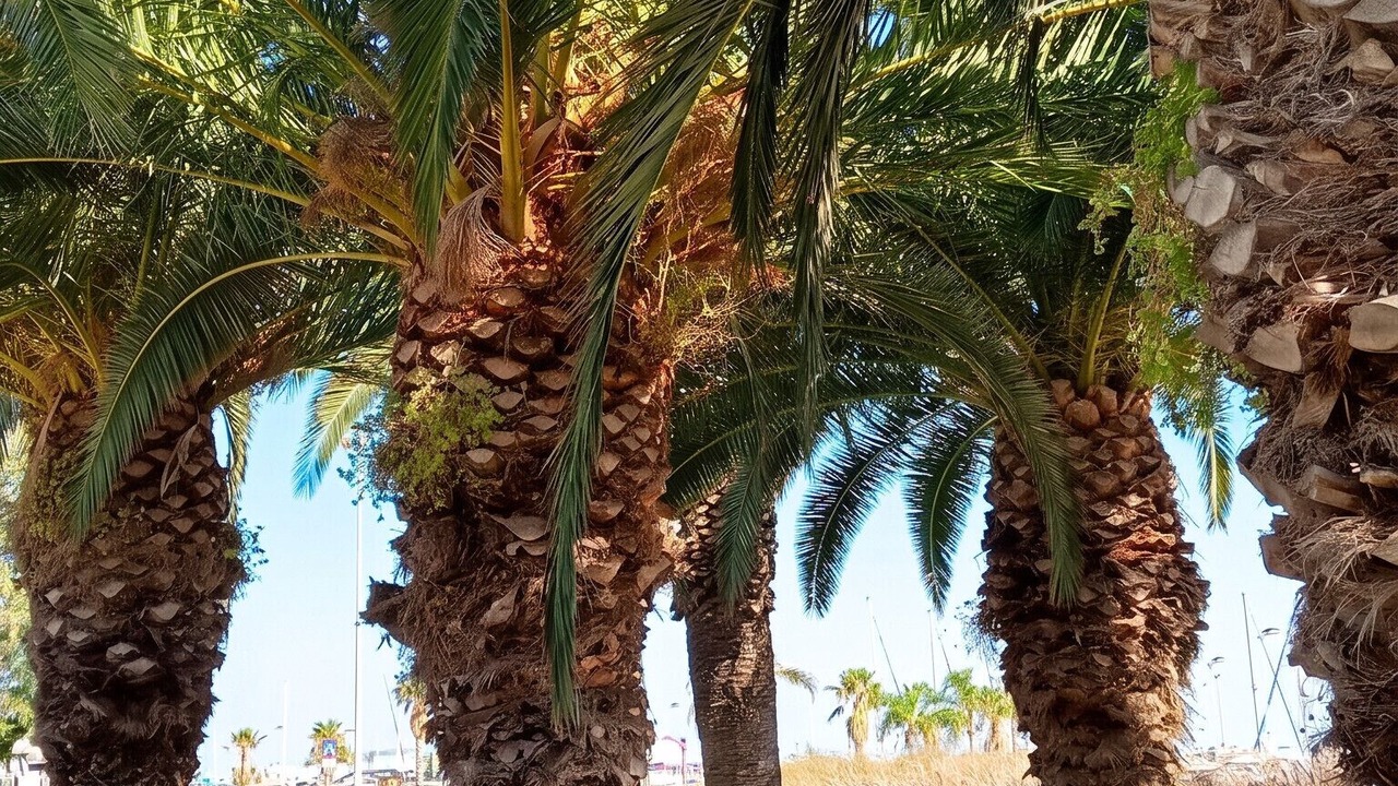 Photo of Others in Sant Carles de la Rapita