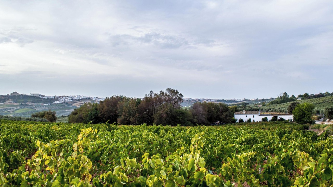 Photo of Outdoor in Montilla