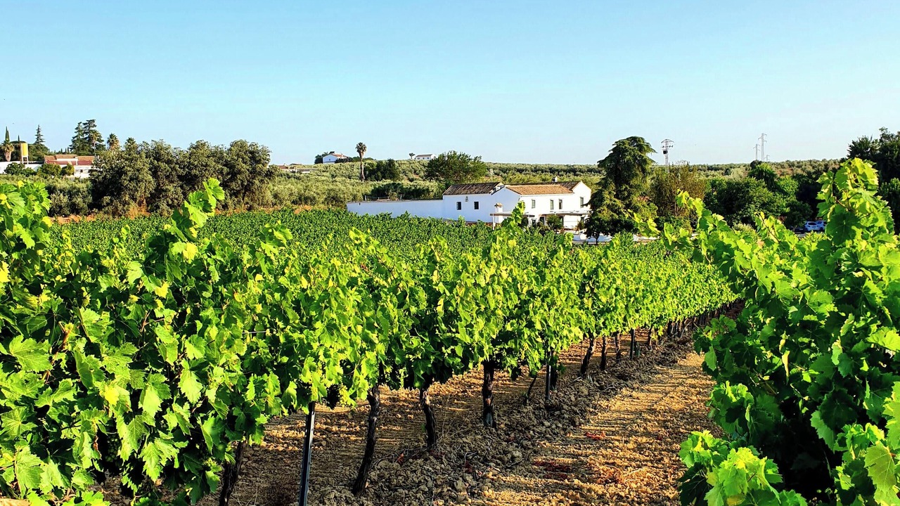 Photo of Outdoor in Montilla
