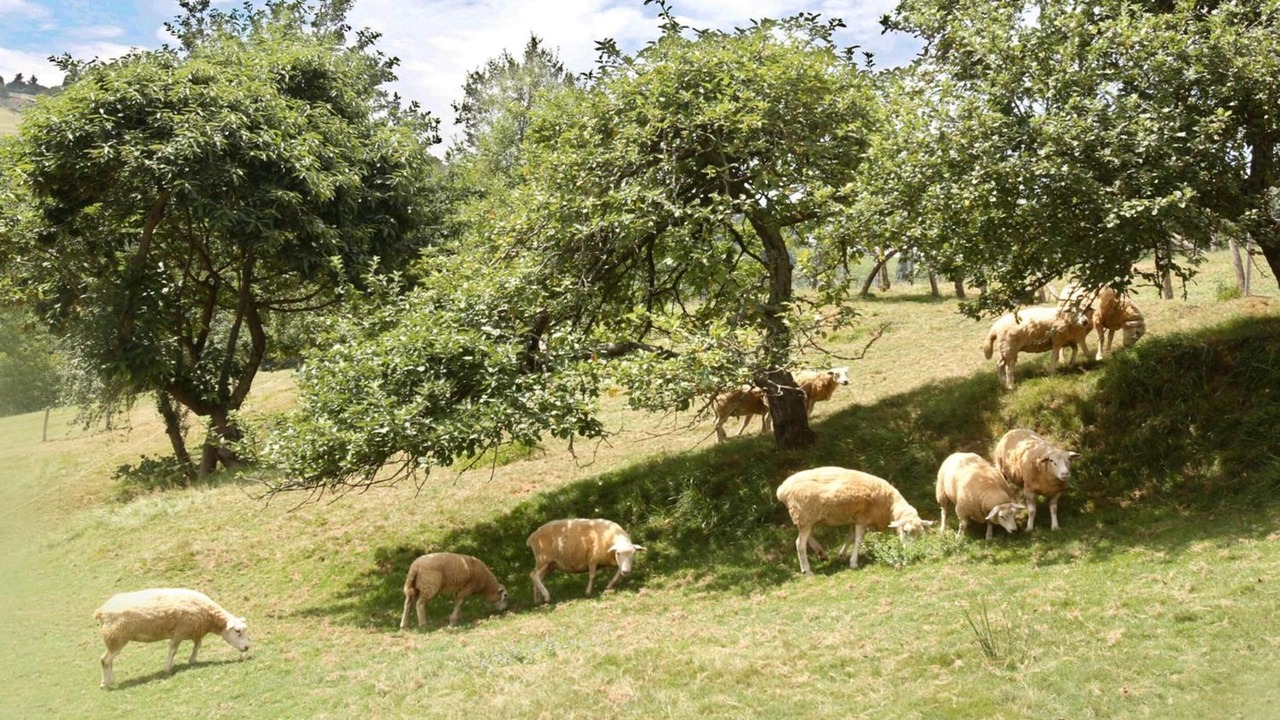 Photo of Others in San Juan de Parres
