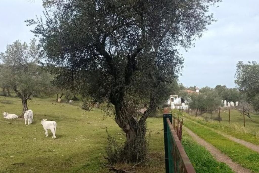 Photo of Outdoor in Aracena