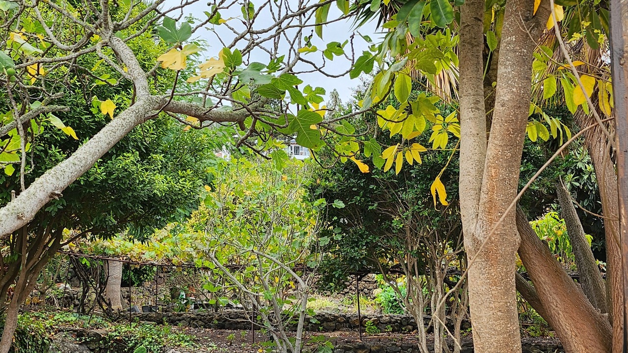 Photo of Outdoor in Icod de los Vinos