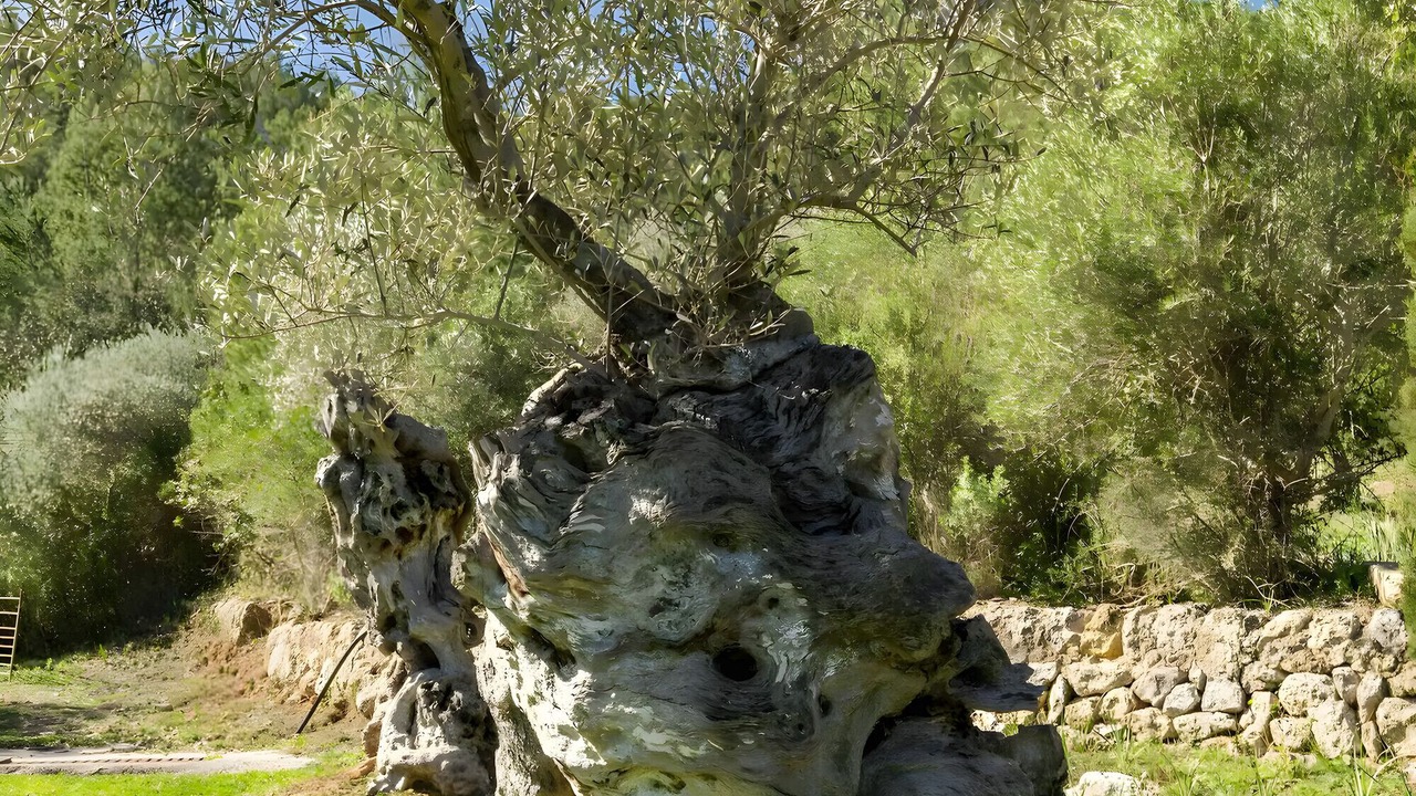 Photo of Others in Calvia