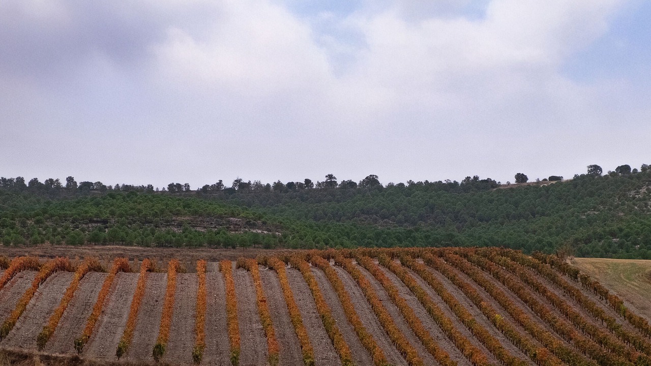 Photo of Others in Canalejas de Penafiel