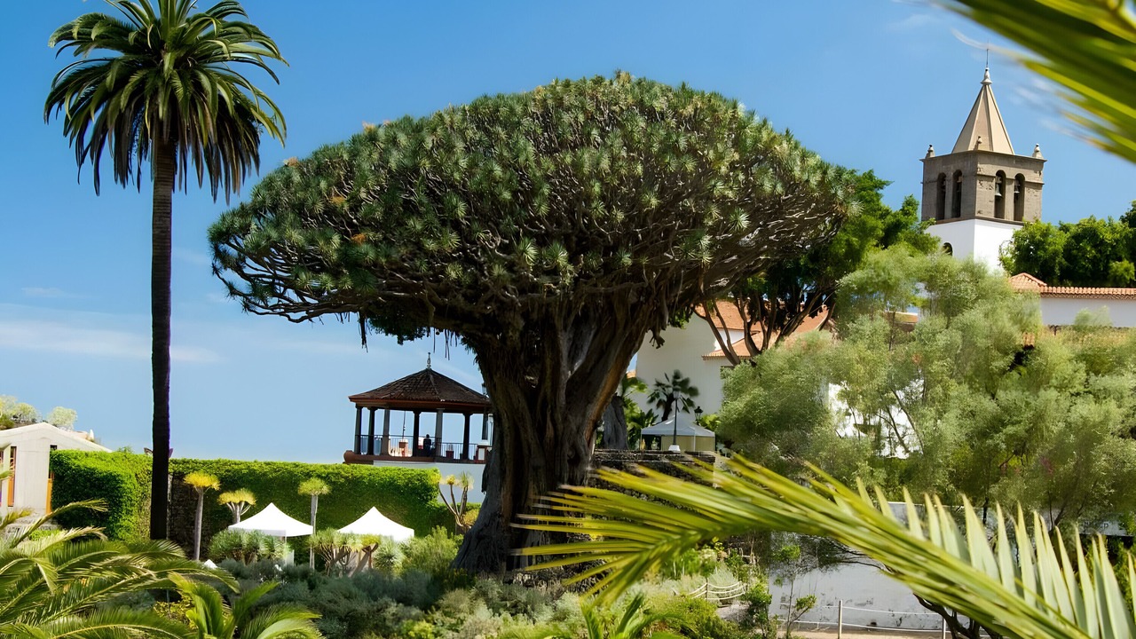 Photo of Outdoor in Icod de los Vinos