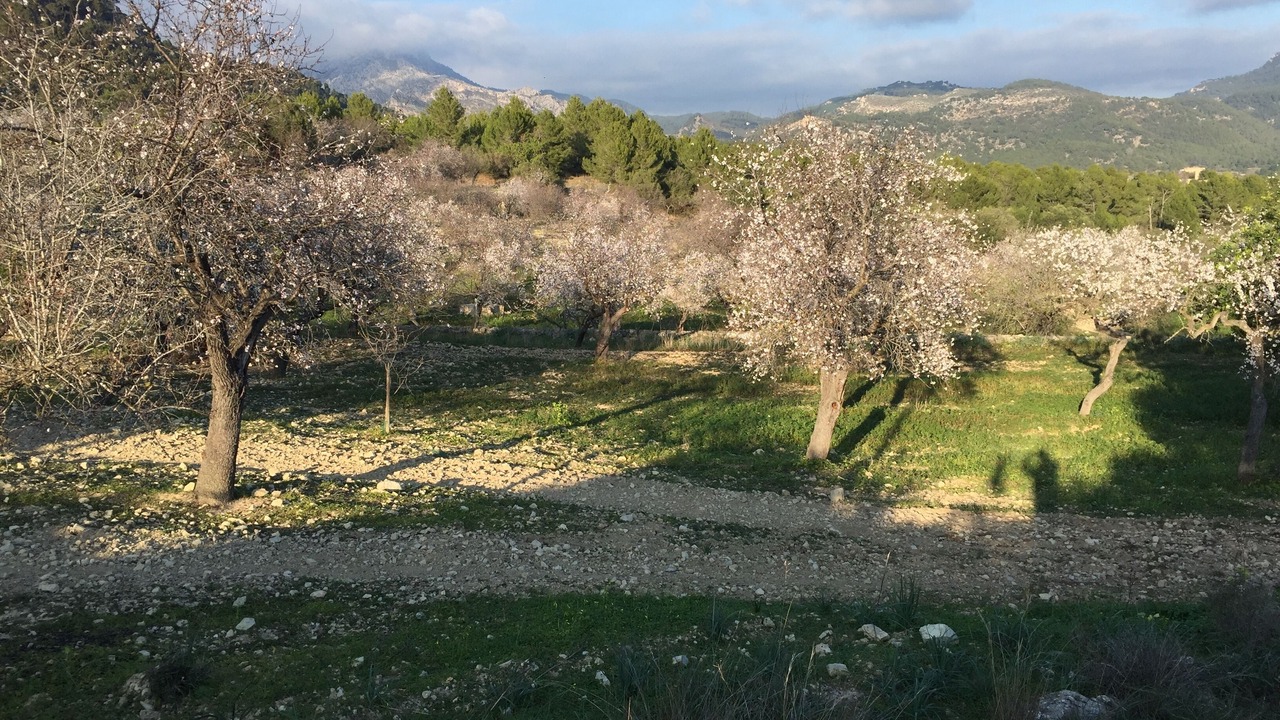 Photo of Others in Es Capdella