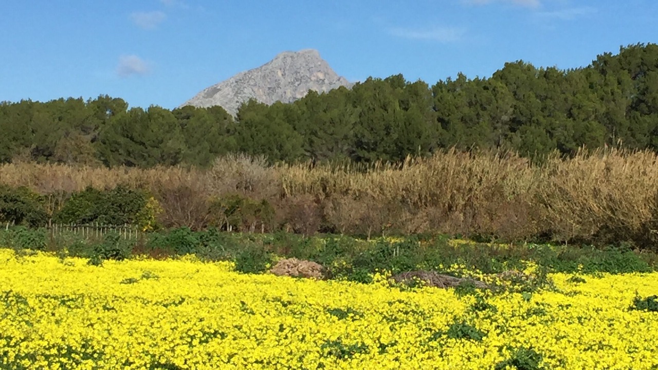 Photo of Outdoor in Es Capdella