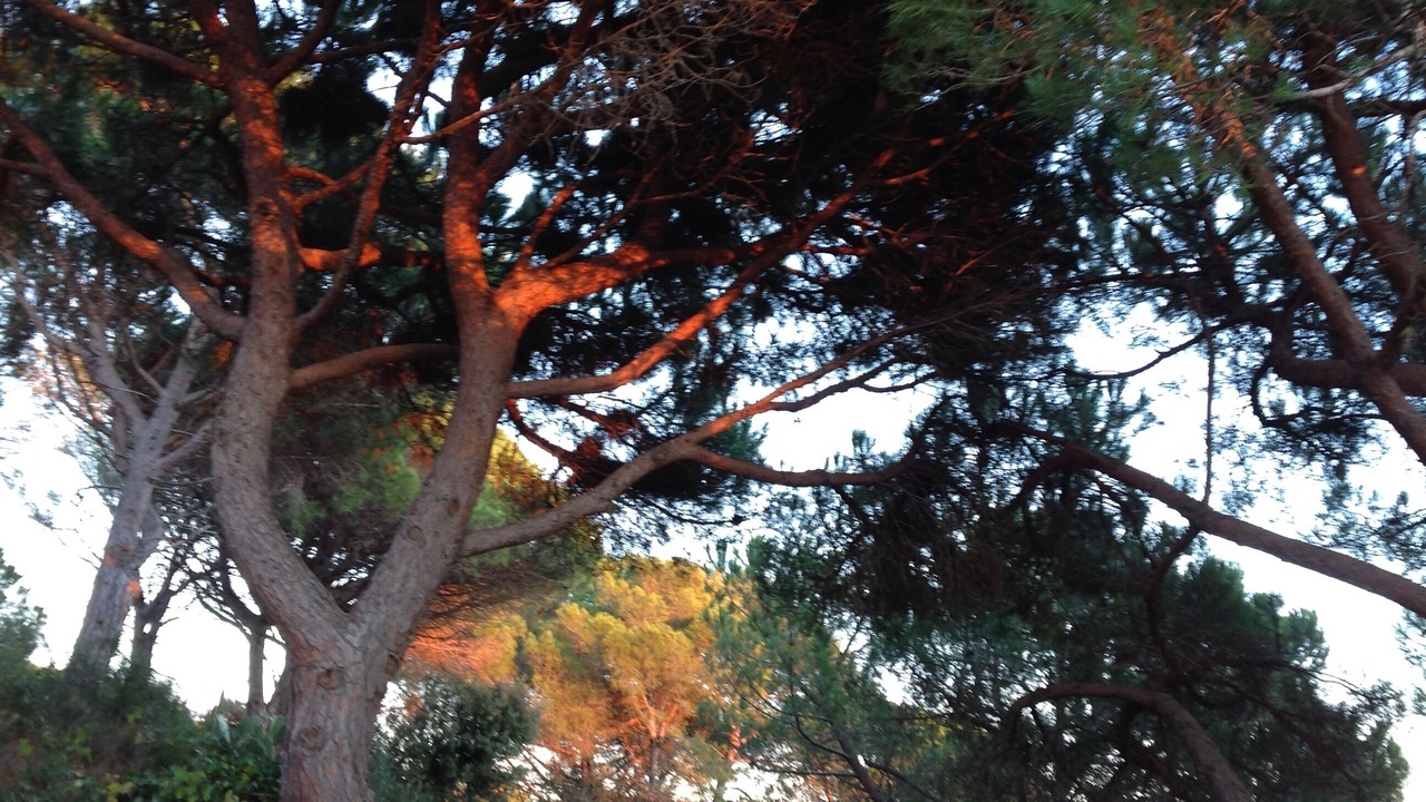 Photo of Others in Sant Feliu de Guixols