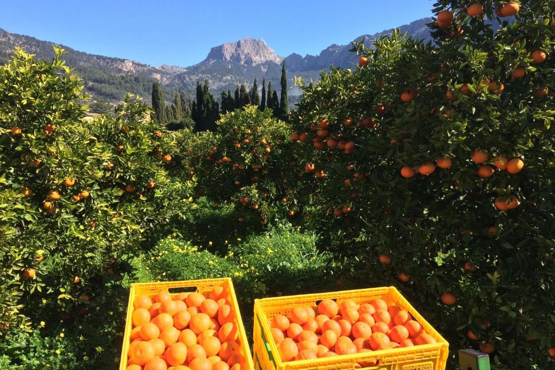Photo of Others in Soller