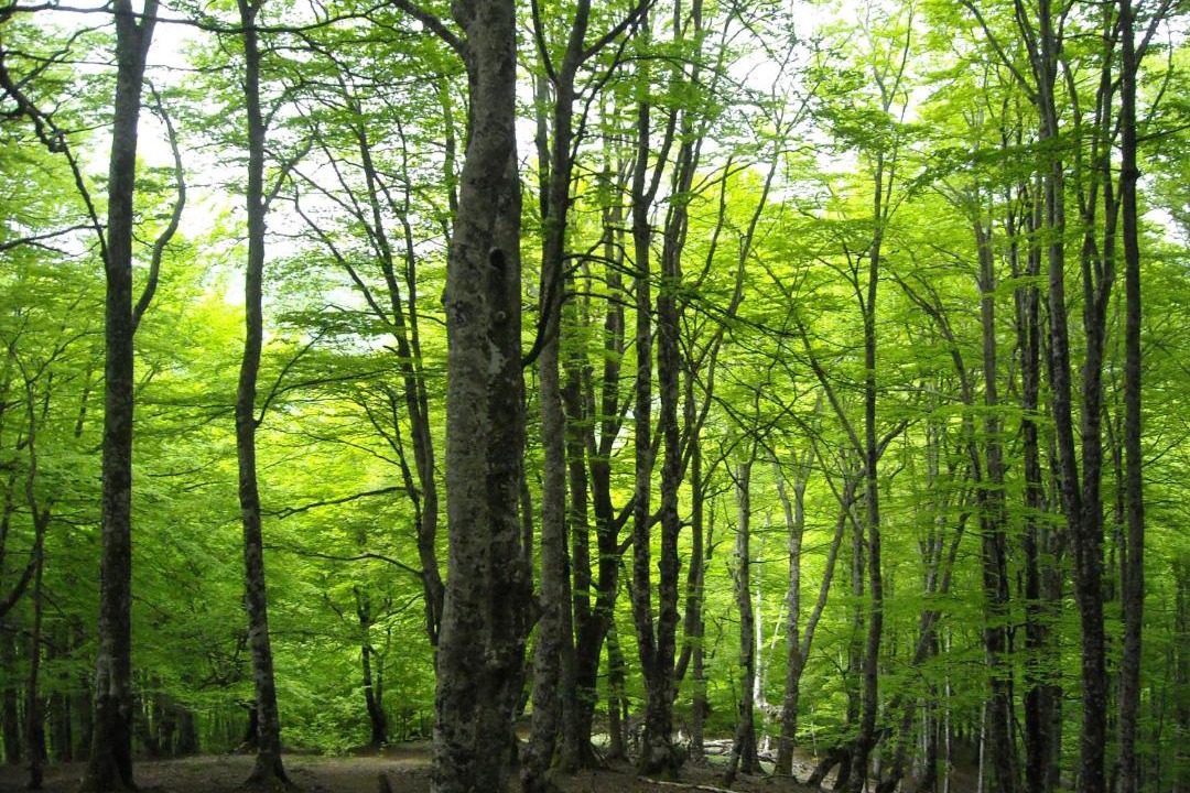 Photo of Others in Burguete