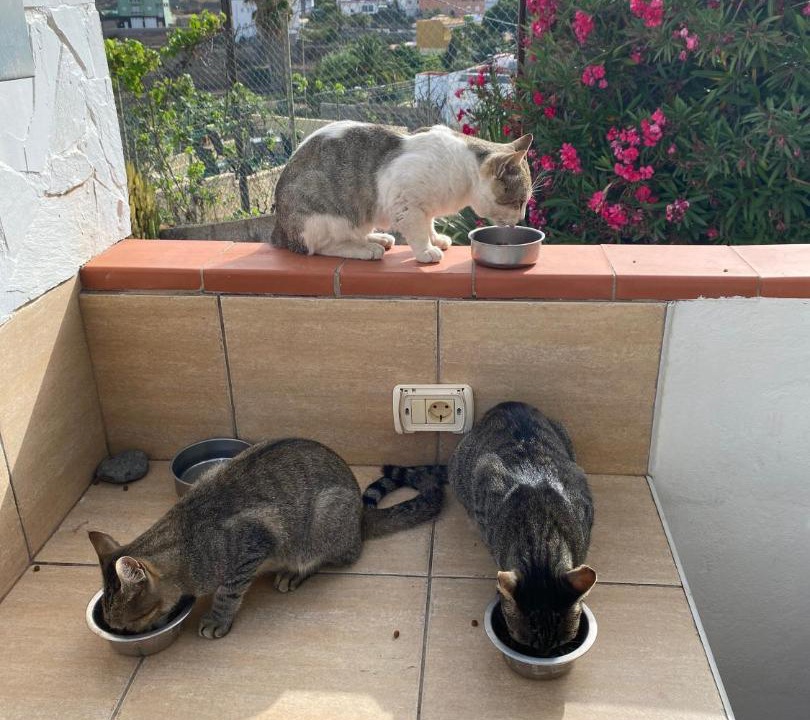 Photo of Others in Granadilla de Abona