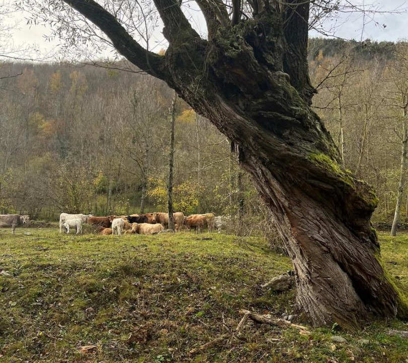 Photo of Others in Vilallonga de Ter