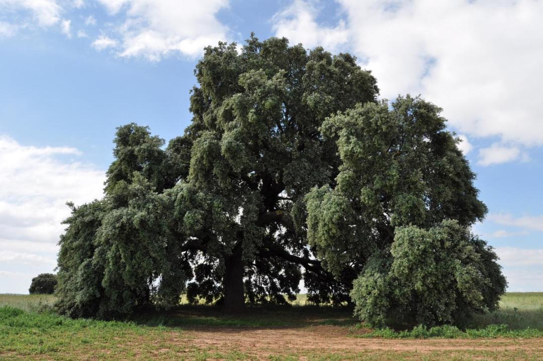Photo of Others in Olmeda de la Cebolla