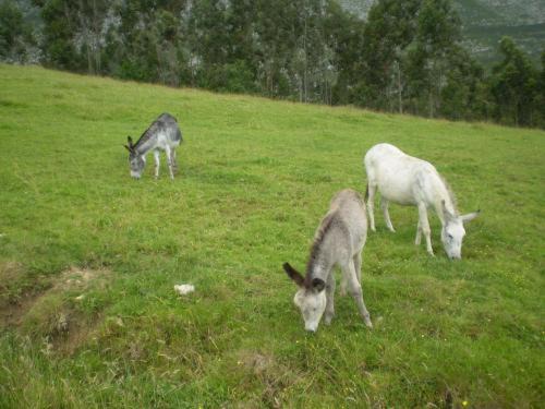 Photo of Others in Camango
