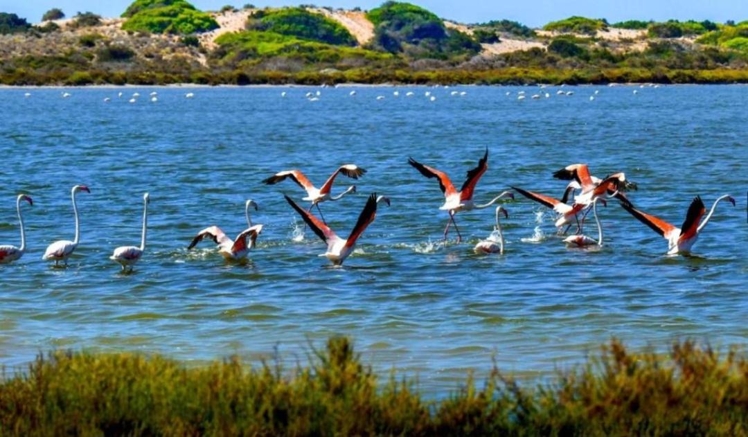 Photo of Others in Roquetas de Mar