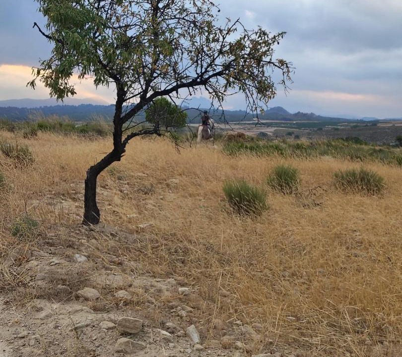 Photo of Others in Calasparra