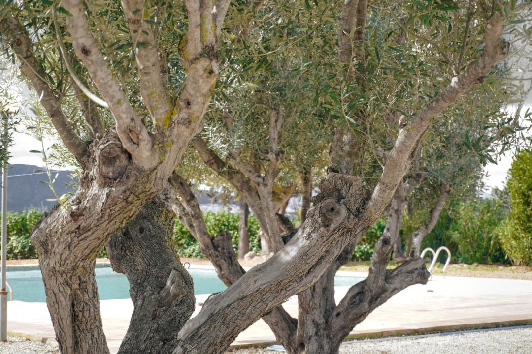 Photo of Others in Fustera