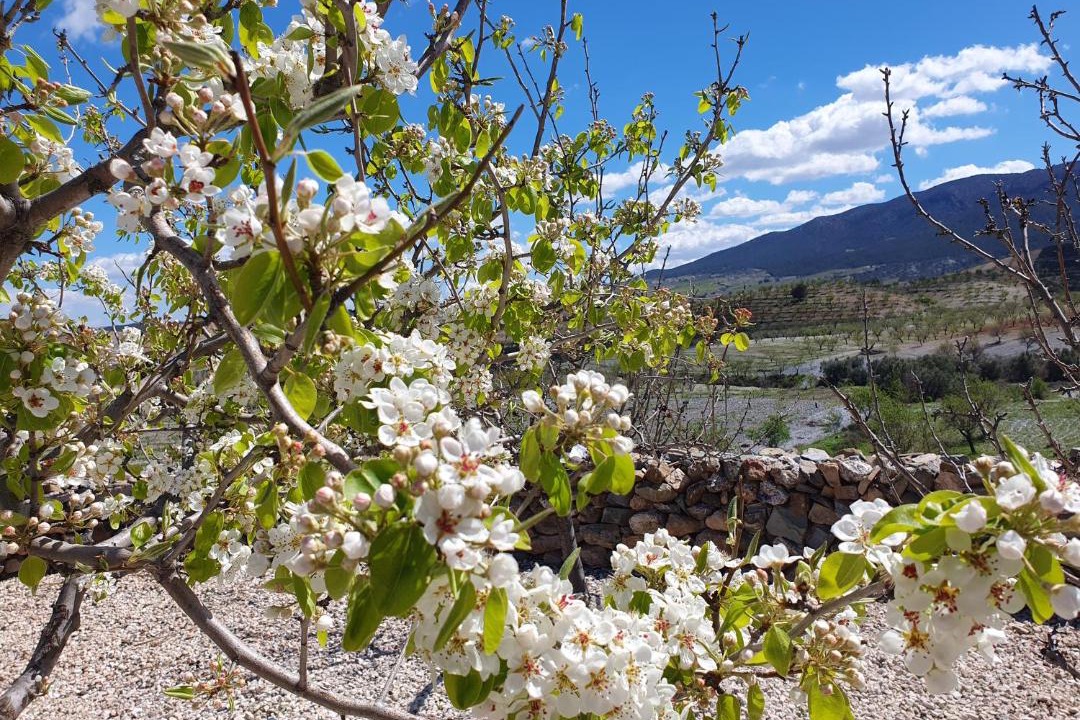 Photo of Outdoor in Velez Rubio
