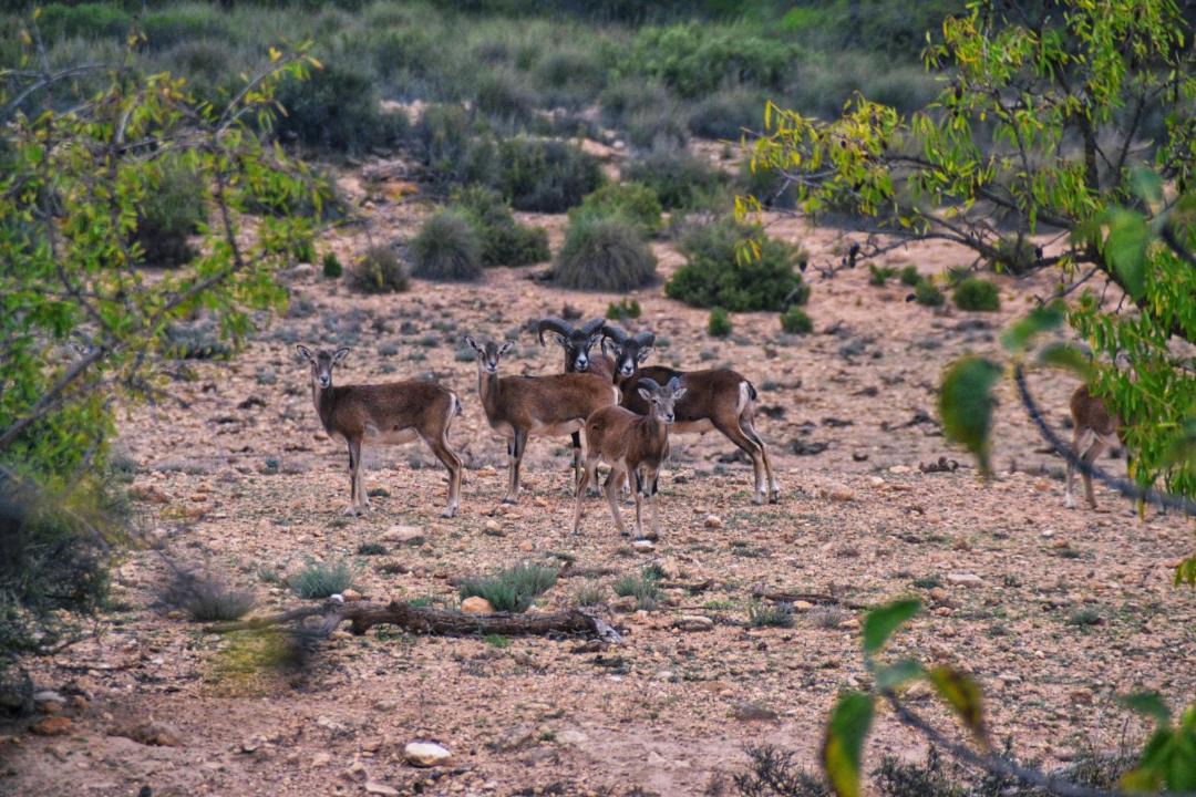 Photo of Others in Yecla