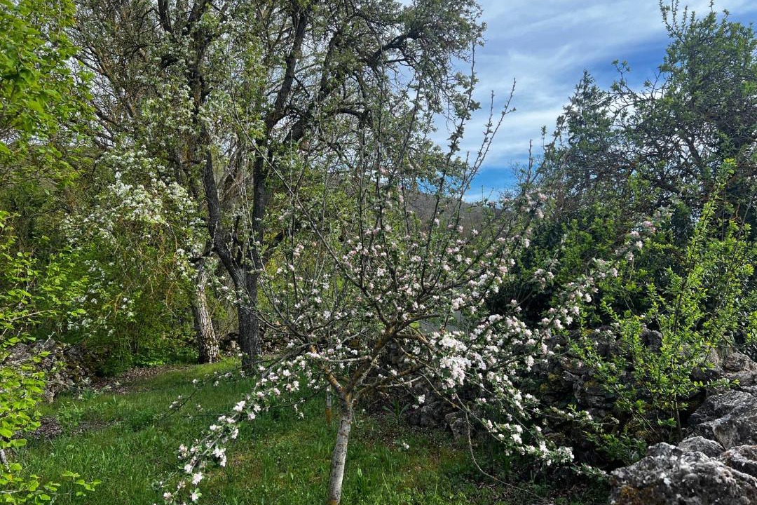 Photo of Outdoor in La Nuez de Arriba