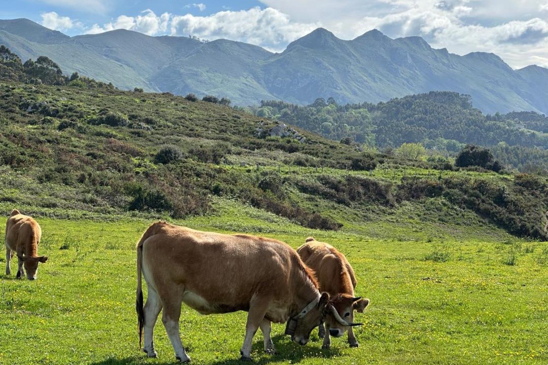 Photo of Others in Llamigo