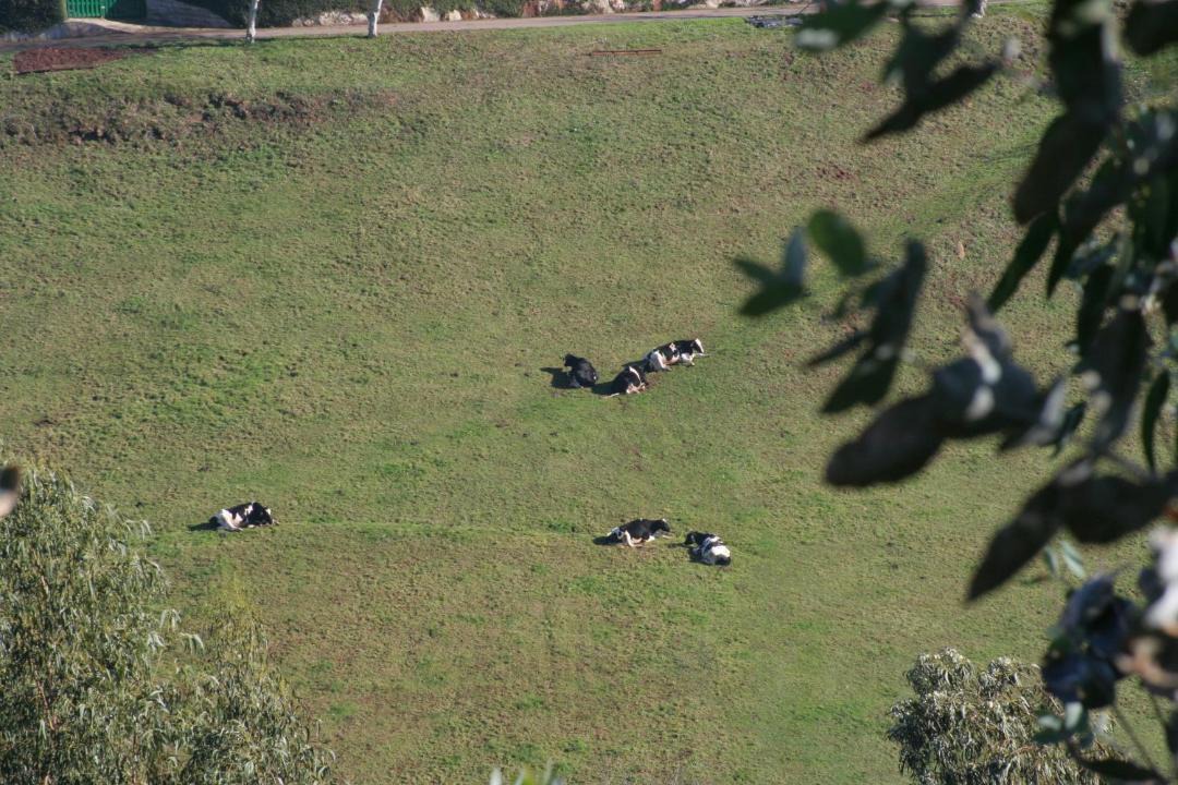 Photo of Others in Carabano