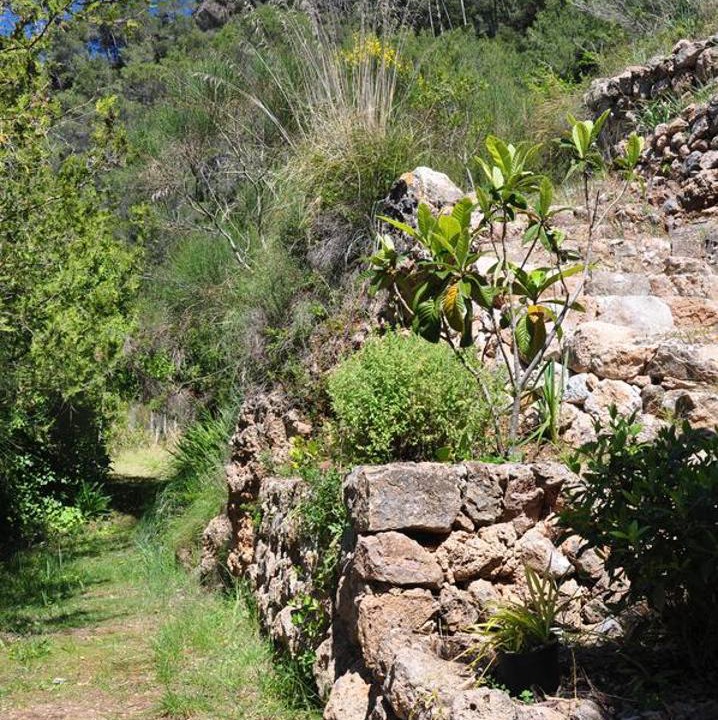 Photo of Others in Valldemossa