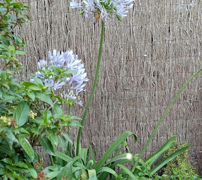 Photo of Outdoor in Sobrestany