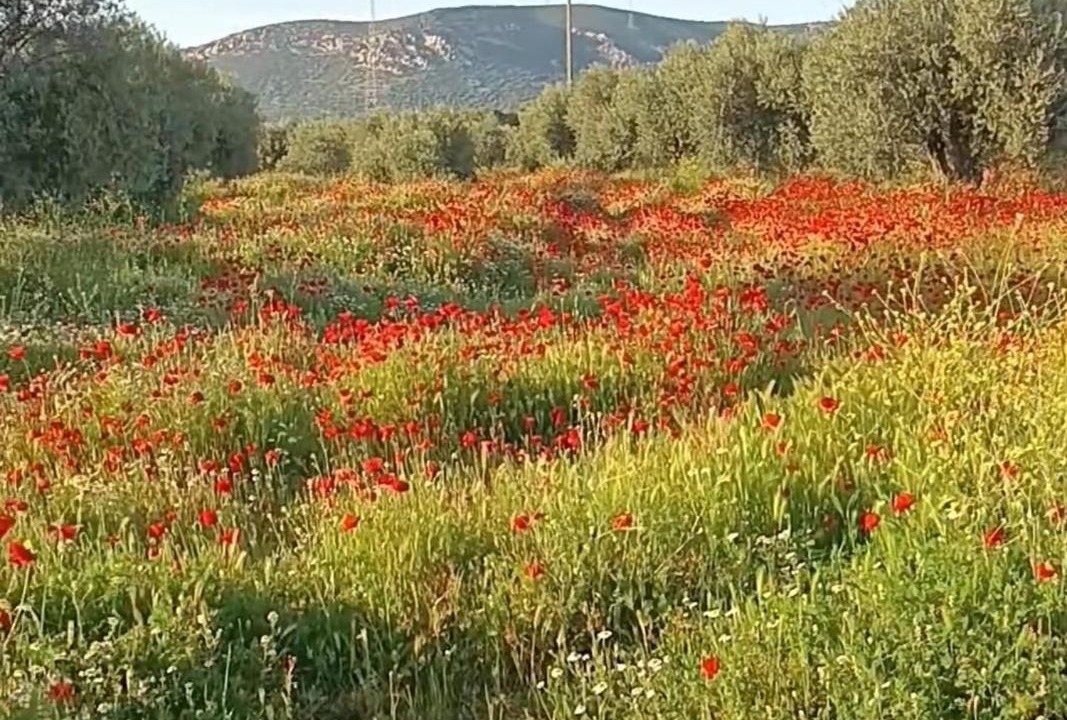 Photo of Others in Solana del Pino