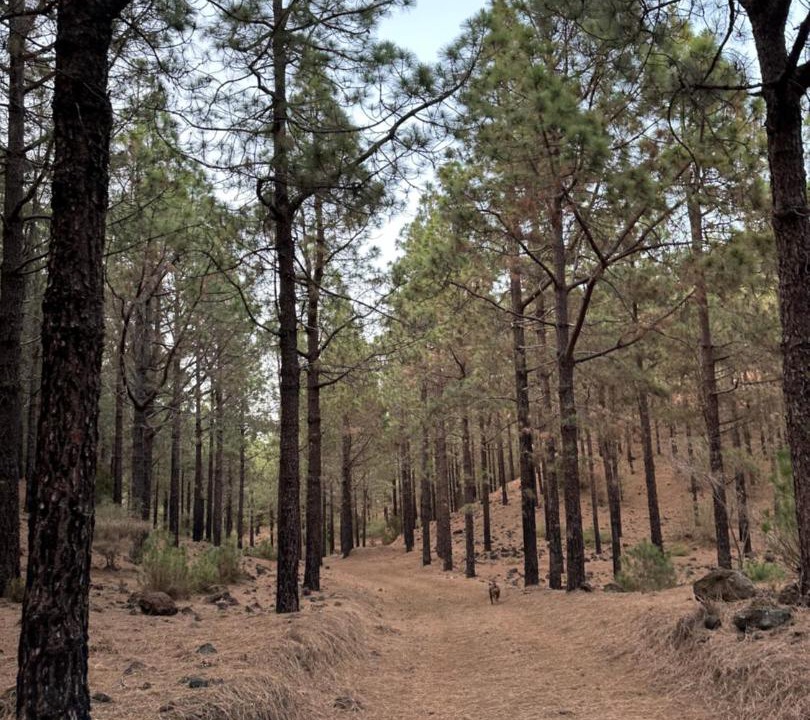 Photo of Others in Santiago del Teide
