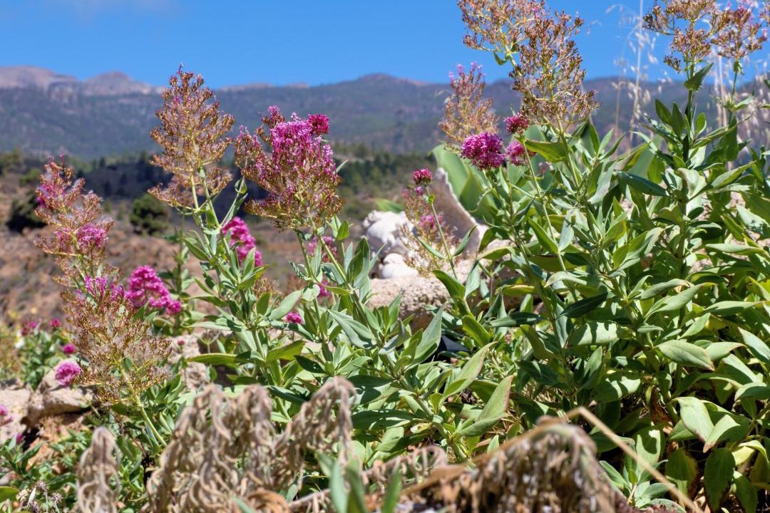 Photo of Outdoor in La Sabinita