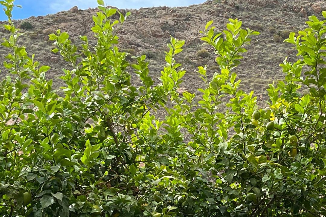 Photo of Others in Carboneras