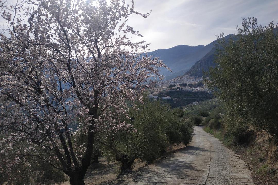 Photo of Others in Albanchez de Magina