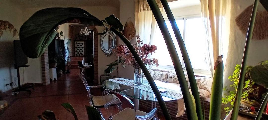 Photo of Others in Sedella