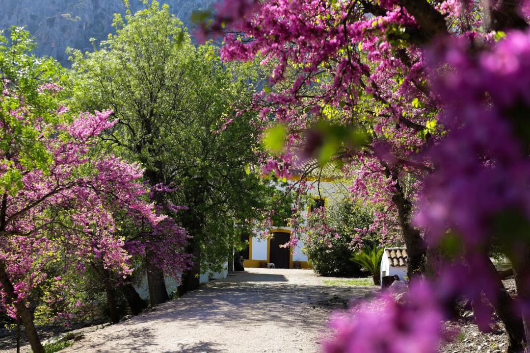 Photo of Others in Albanchez de Magina