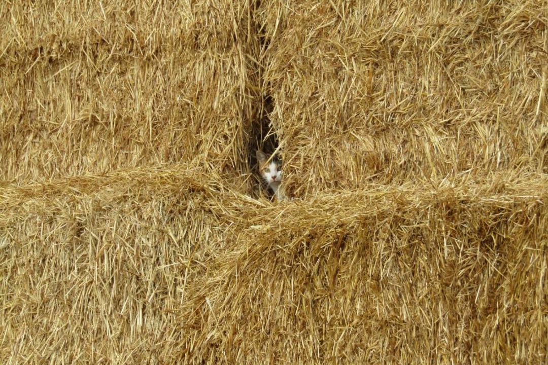 Photo of Others in La Solana