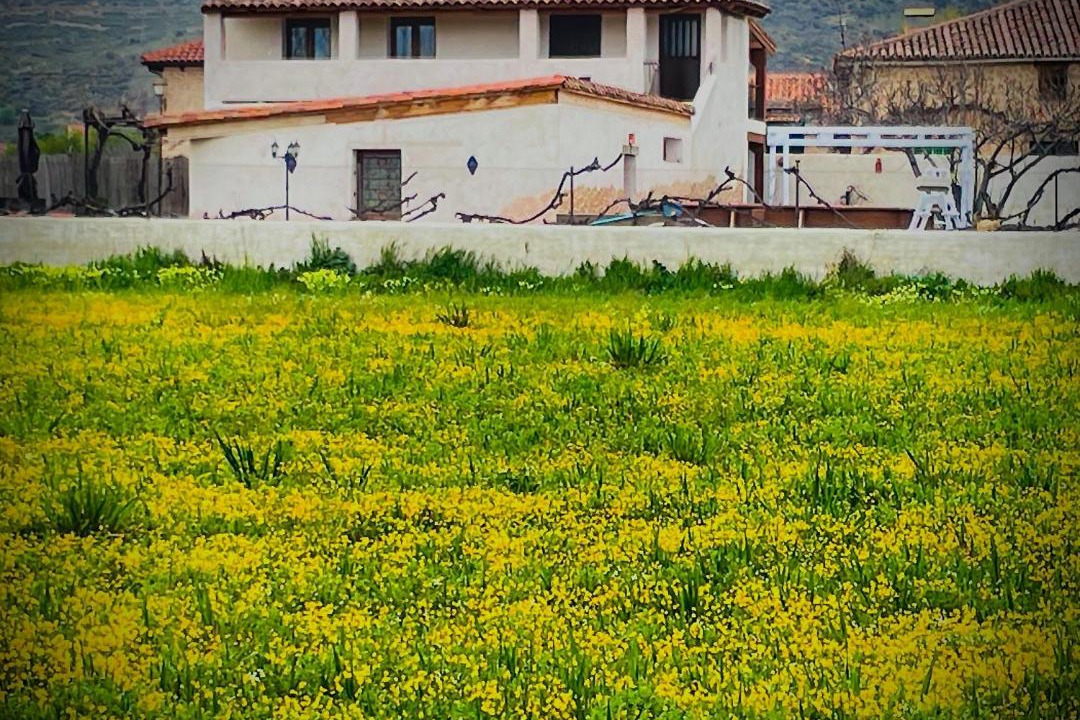 Photo of Others in Torremocha de Jarama